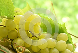 White ripe grape closed up