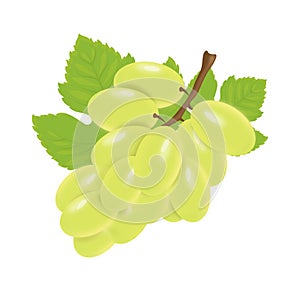 Illustration of a bunch of white grapes