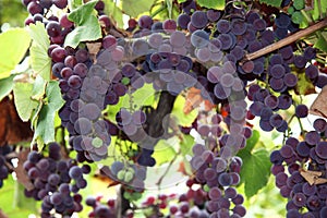 Grape