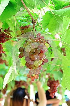 Grape