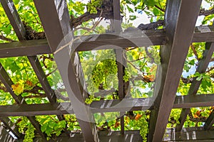 Grape Arbor