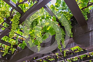 Grape Arbor