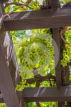 Grape Arbor