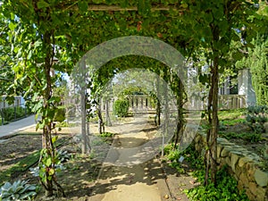 Grape Arbor