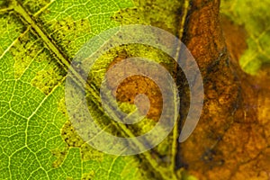 Downy mildew on grape leaf photo