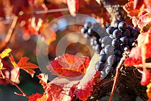 Grape in autumn