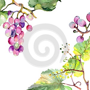 Grape berry healthy food. Watercolor background illustration set. Frame border ornament square.