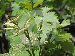 Grape bloom, flowering and fruit set in the vineyard . Tuscany, Italy