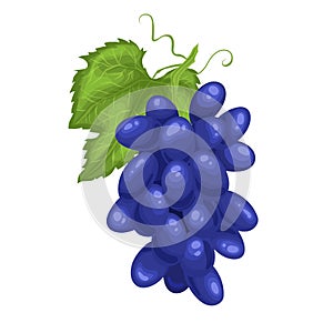 grape blue cartoon vector illustration