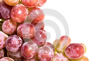 Grape border