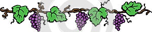 Grape Border Illustration