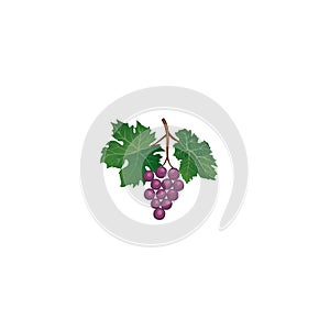 Grape branch. Floral wineyard retro sign. Garden background. Win