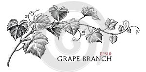 Grape branch hand drawing vintage style black and white clip art