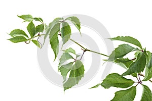 Grape branch isolated on white background. Parthenocissus twig with green leaves