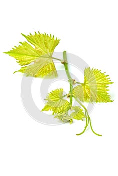 Grape branch with leaves isolated.
