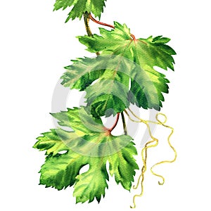 Grape branch, vine leaves, fresh green leaf, isolated, hand drawn watercolor illustration on white