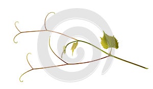 Grape branch vine with tendrils and young leaves isolated on white background.