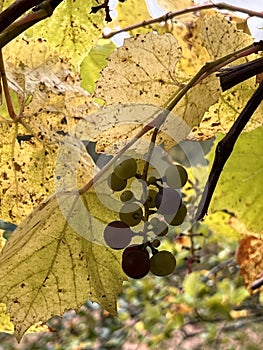 Grape branch yellow leaves photo
