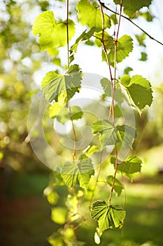 Grape branches with green leaves in summer day.