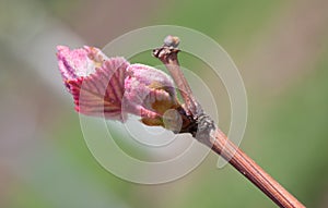 Grape bud