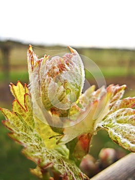 Grape bud cluster close up on grapevine