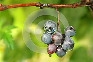 Grape bunch