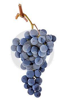 Grape bunch isolated. Blue dark purple berry grapes isolated on white background