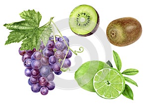 Grape bunch with leaf kiwi and lime composition watercolor illustration isolated on white background