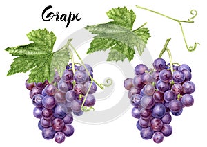 Grape bunch with leaf set watercolor illustration isolated on white background