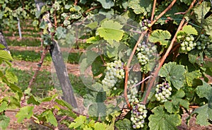 Grape bunch in the vineyard for the production of sparkling wine