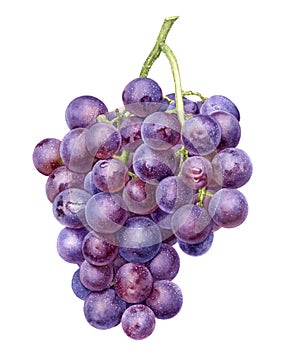 Grape bunch watercolor illustration isolated on white background