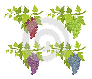 Grape bunches. Decorative elements. Red, blue and green varieties. Grapevines green leaves decor. Vector flat Illustration