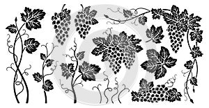 Grape bunches vine leaves engraved set sketch ink drawn outline grapes vintage design wine berry