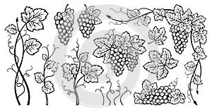 Grape bunches vine leaves ink sketch set vintage drawn outline grapes engraving design wine berry