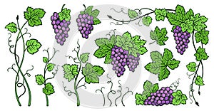 Grape bunches vine leaves vintage set sketch ink drawn outline grapes engraving design wine berry