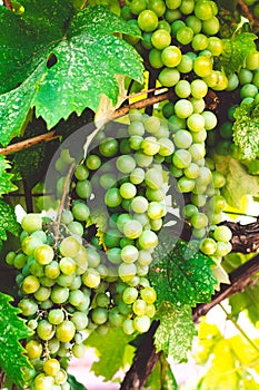 Grape bush