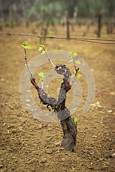 Grape bush