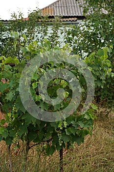 A grape bush in an abandoned village.