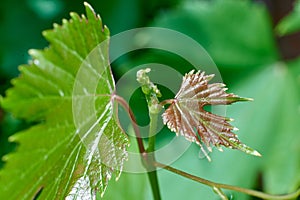 Grape bush with big leaves, summer