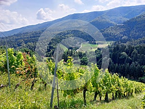 grape bushes and green forests on hills. Vineyard on Pohorje mountain. Europe. Slovenia