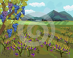 Autumn landscape with vineyard, mountains on horizon and blue sky