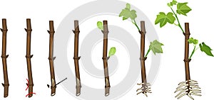 Grapevine vegetative reproduction scheme. Growth stages from propagule stem cutting to young rooted grapevine plant