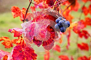 Grape closeup in autumn with red leaves