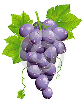 Grape cluster