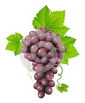 Grape cluster