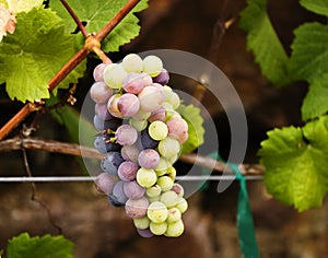 Grape Cluster