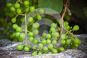 Grape cluster