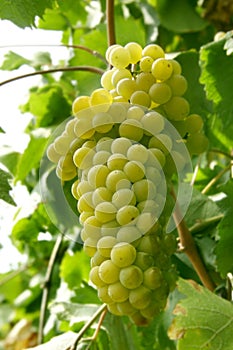 Grape cluster