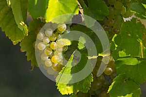 Grape cluster