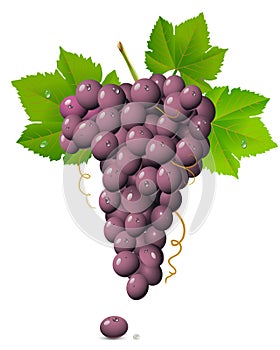 Grape cluster